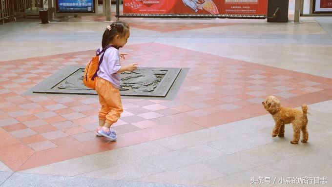 熊猫在成都的真实生活,熊猫总是睡觉