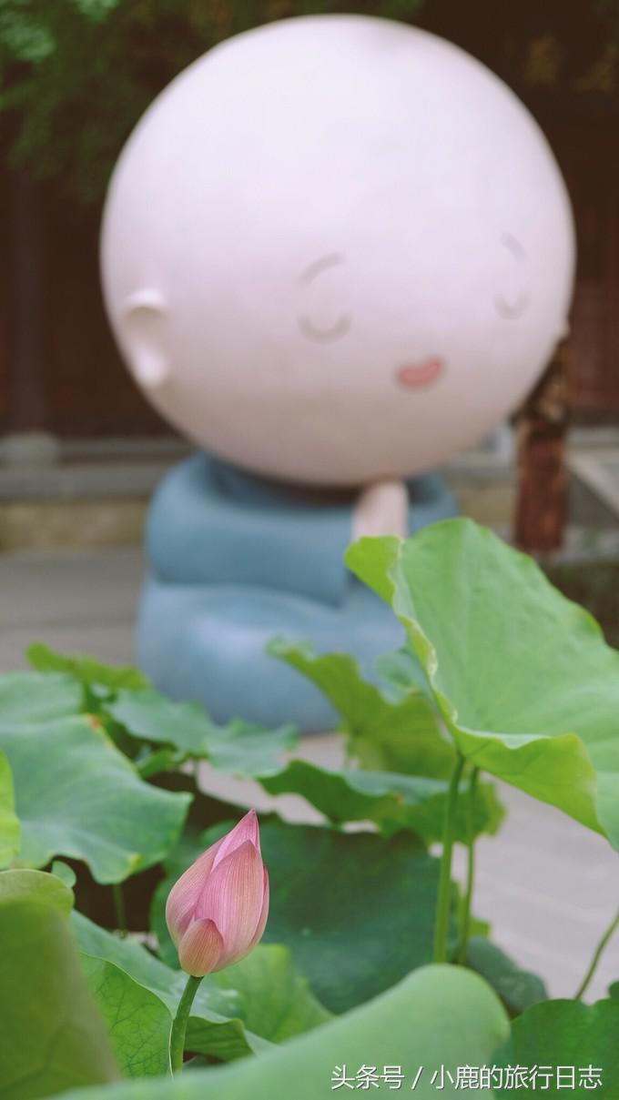 熊猫在成都的真实生活,熊猫总是睡觉