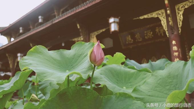 熊猫在成都的真实生活,熊猫总是睡觉