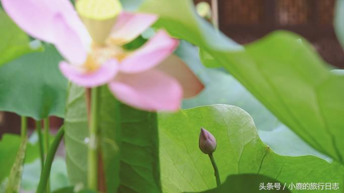 熊猫在成都的真实生活,熊猫总是睡觉