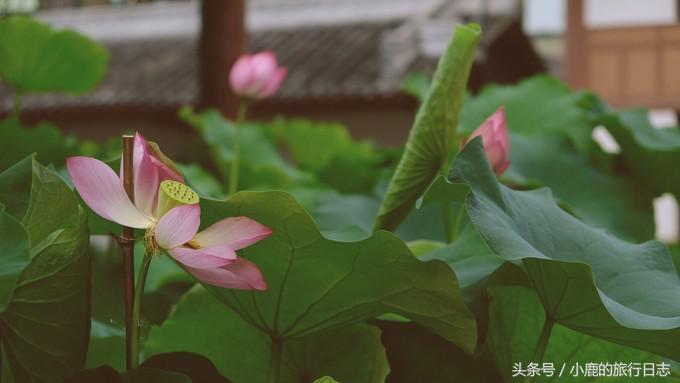 熊猫在成都的真实生活,熊猫总是睡觉