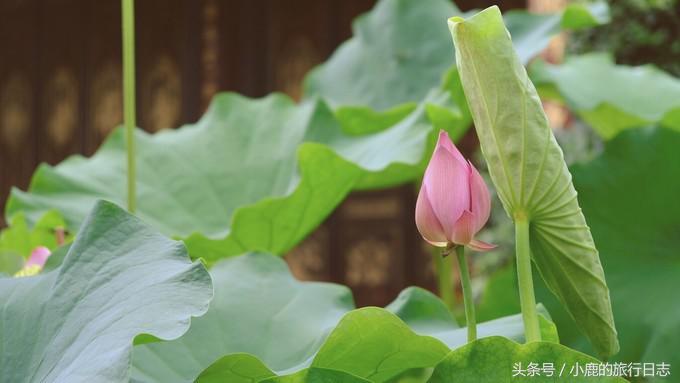 熊猫在成都的真实生活,熊猫总是睡觉