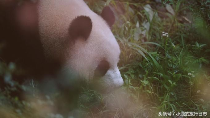 熊猫在成都的真实生活,熊猫总是睡觉