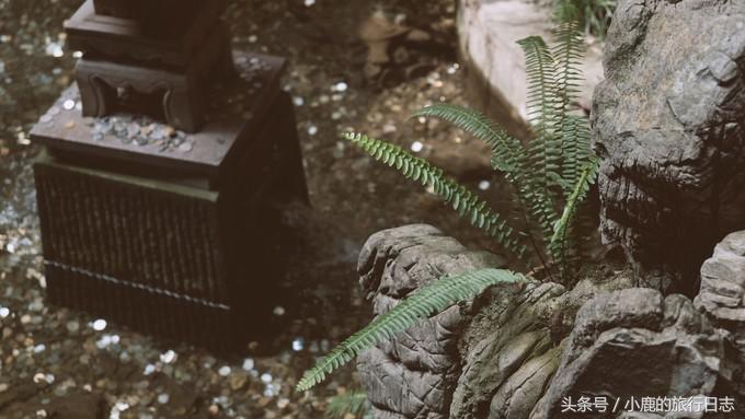 熊猫在成都的真实生活,熊猫总是睡觉