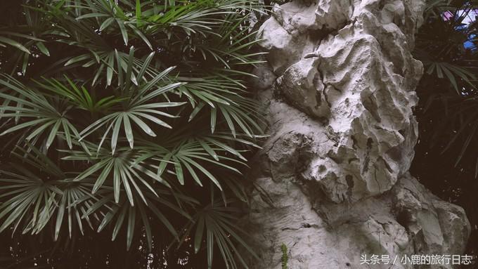 熊猫在成都的真实生活,熊猫总是睡觉