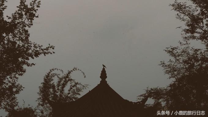 熊猫在成都的真实生活,熊猫总是睡觉