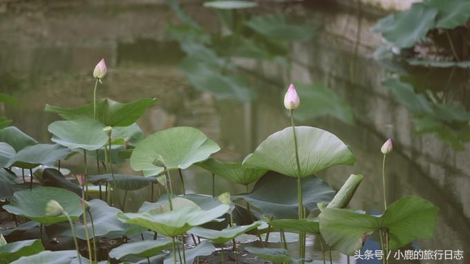 熊猫在成都的真实生活,熊猫总是睡觉