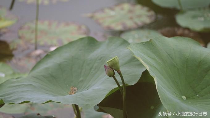 熊猫在成都的真实生活,熊猫总是睡觉