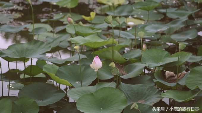 熊猫在成都的真实生活,熊猫总是睡觉