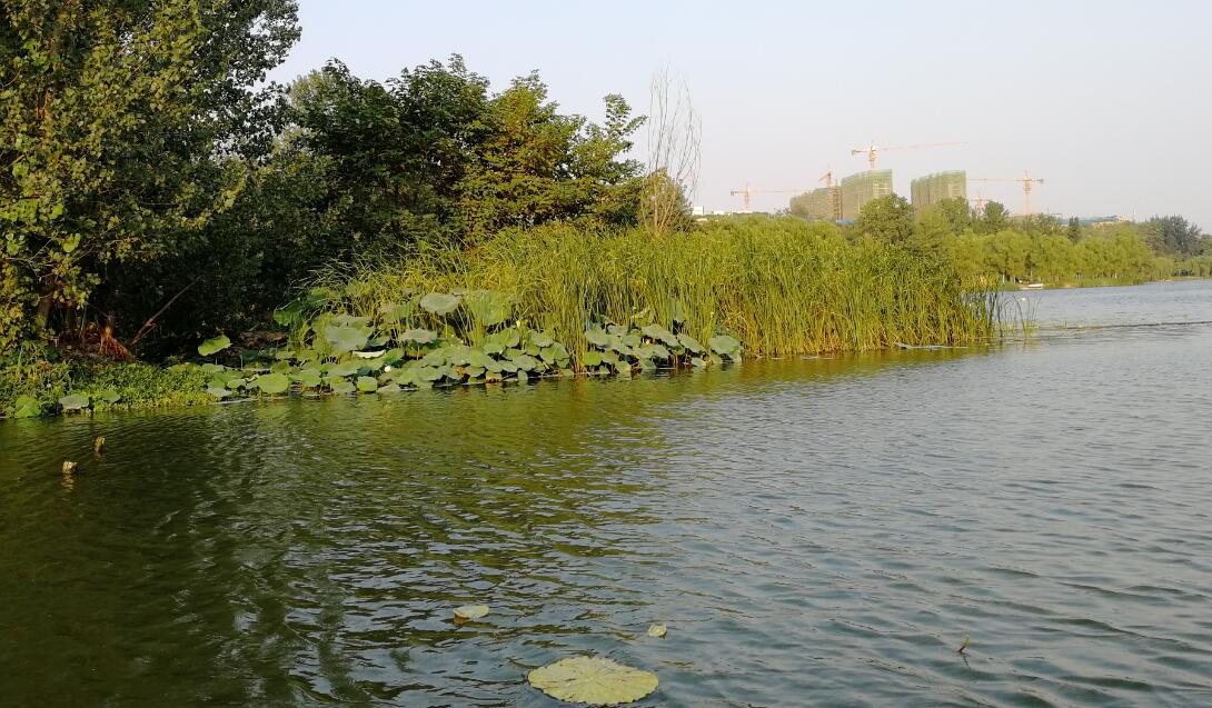 郑州洞林湖湿地公园游玩,郑州洞林湖攻略