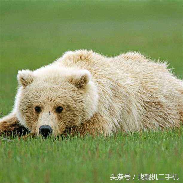 在野外遇到熊怎么办素材,野外遇到熊的真正方法