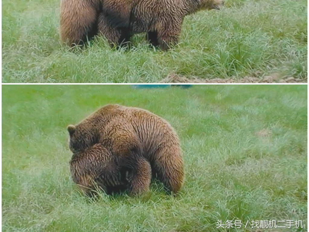 在野外遇到熊怎么办素材,野外遇到熊的真正方法
