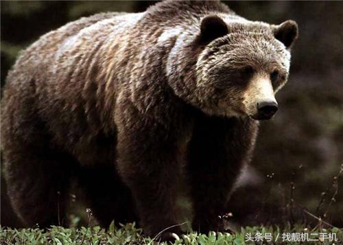 在野外遇到熊怎么办素材,野外遇到熊的真正方法