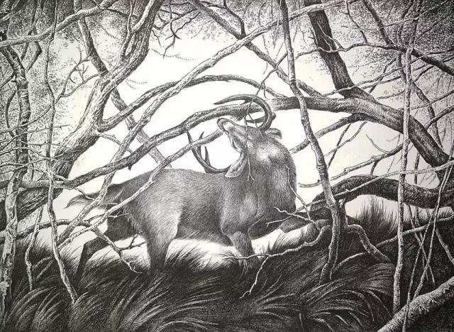 顶级超写实钢笔画,最惊艳的钢笔画大神