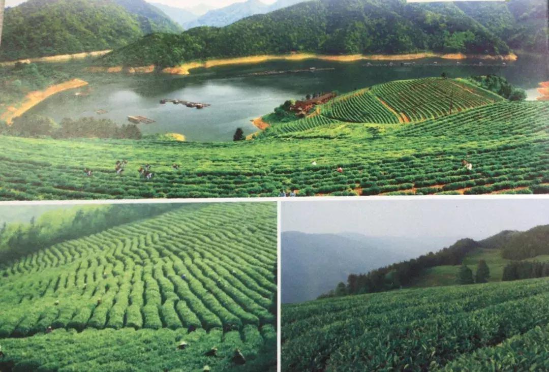 湖南千亿湘茶产业,湖南千亿茶产业系列报道之三