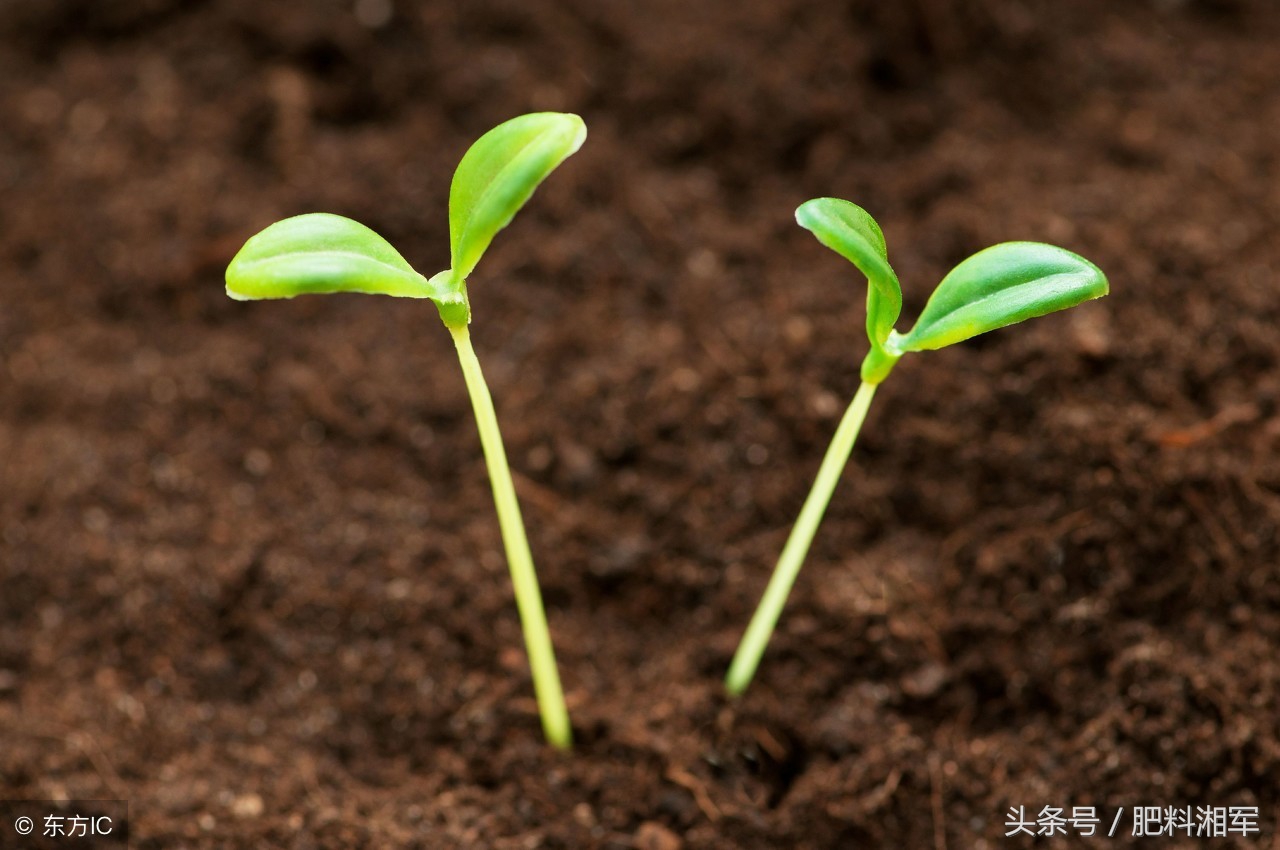 花生饼用em菌发酵有酒糟味,茶籽饼和花生麸哪个好