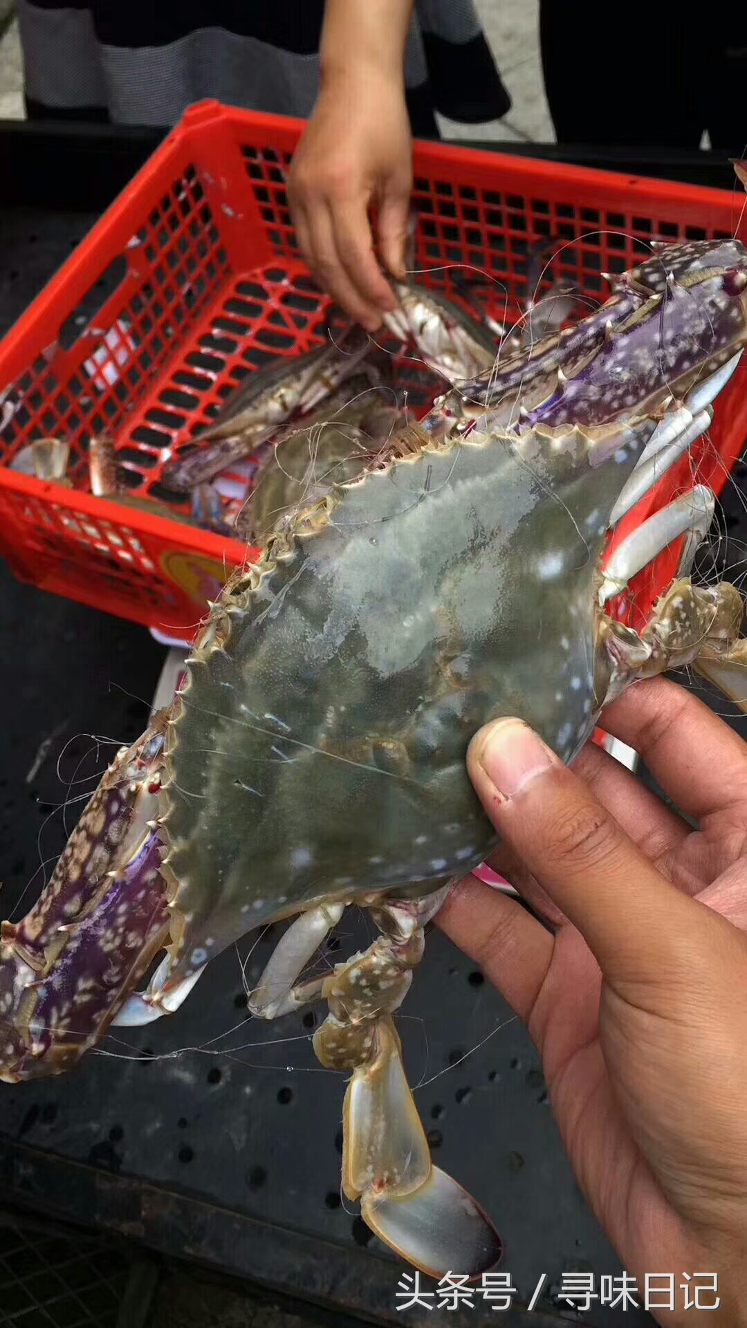 梭子蟹煮熟吃不完怎么保存,梭子蟹里面水太多