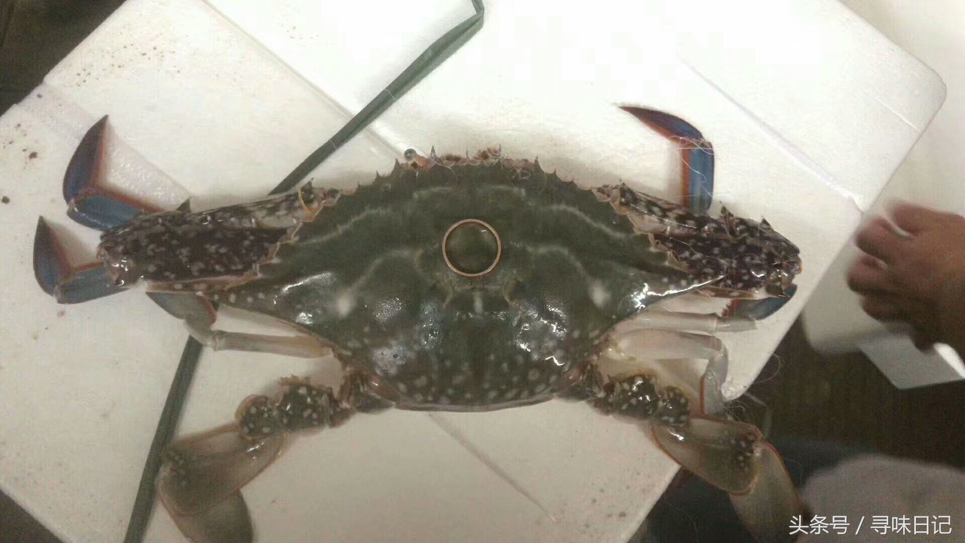 梭子蟹煮熟吃不完怎么保存,梭子蟹里面水太多
