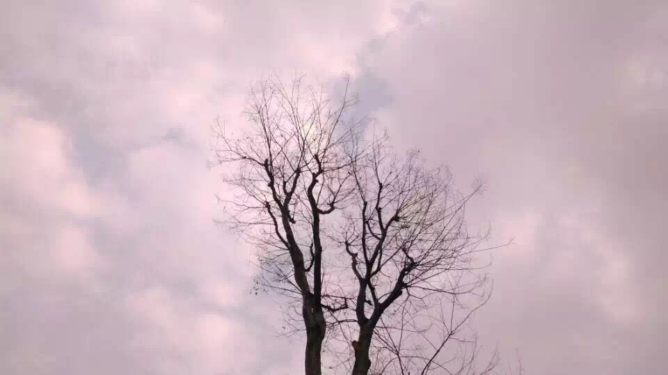 成都：他与她的距离是一朵玫瑰