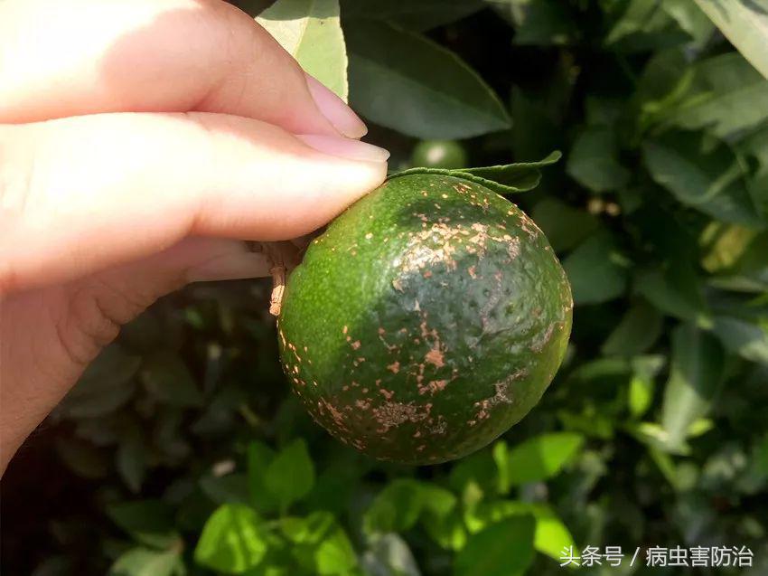 秋梢虫害还能结果吗,春末夏初害虫怎么防治