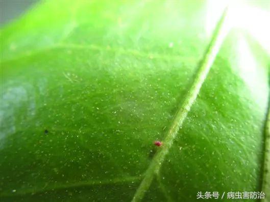 秋梢虫害还能结果吗,春末夏初害虫怎么防治