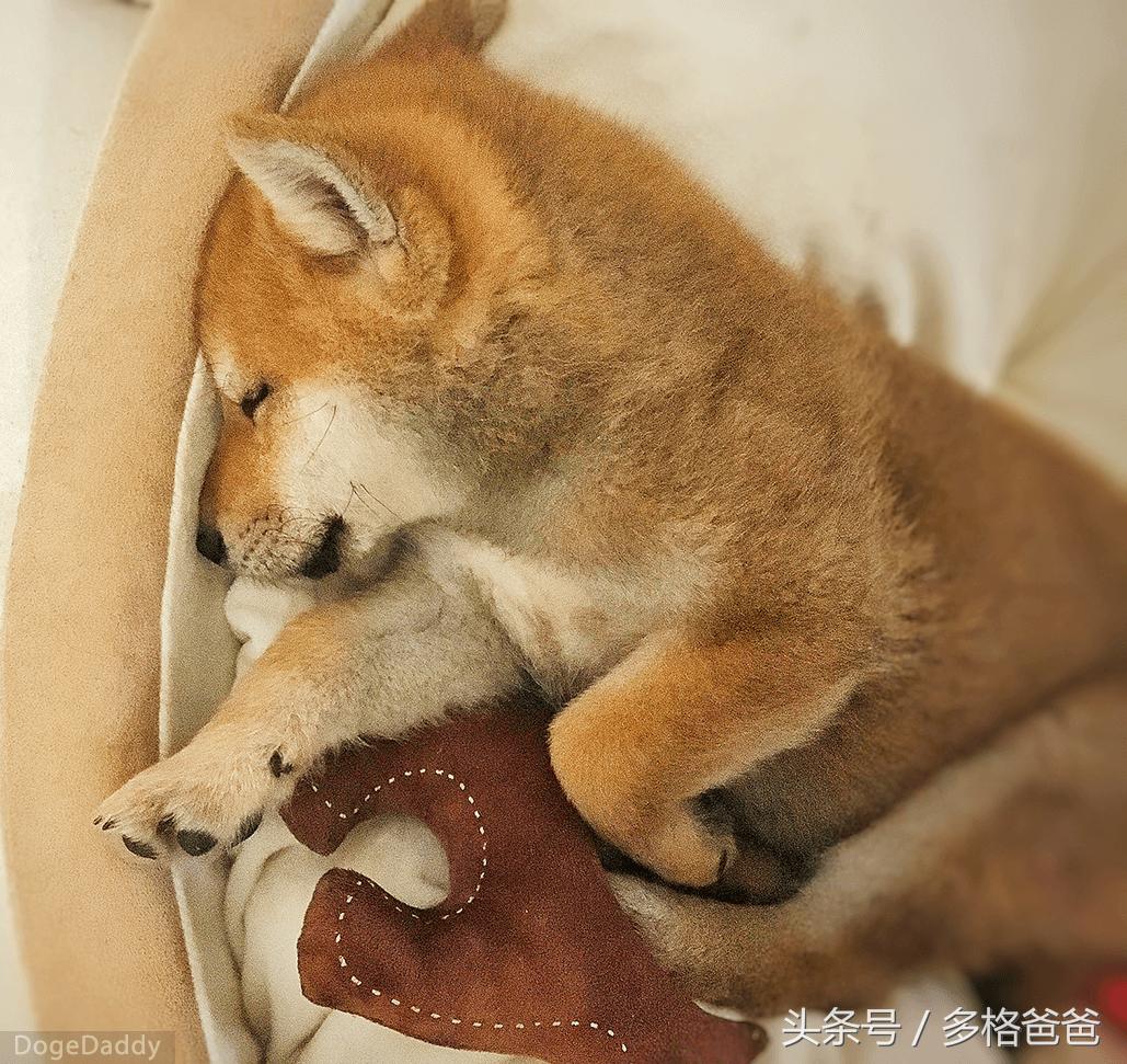 恐狂症患者中真的得狂犬病的有吗,恐狂症会有狂犬病的前期征兆吗