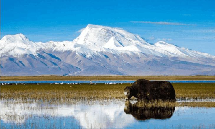 *藏西**“一妻多夫”制,他们是如何分配晚上时间的?看完有点尴尬