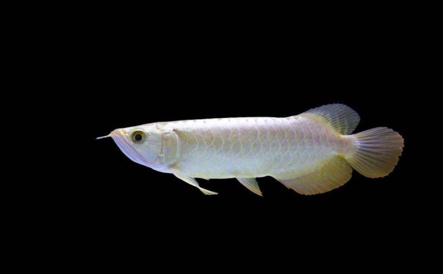 斗鱼为什么不能家养的原因,斗鱼喜欢生长在什么地方