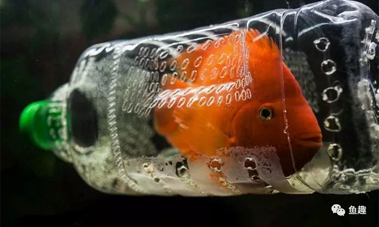 观赏鱼常见的疾病和处理方法,观赏鱼常见问题预防