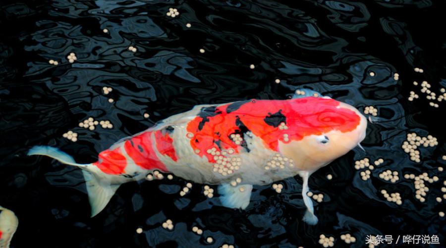 锦鲤养了一年多还是怕人养鱼老道,怎么把锦鲤养大养肥