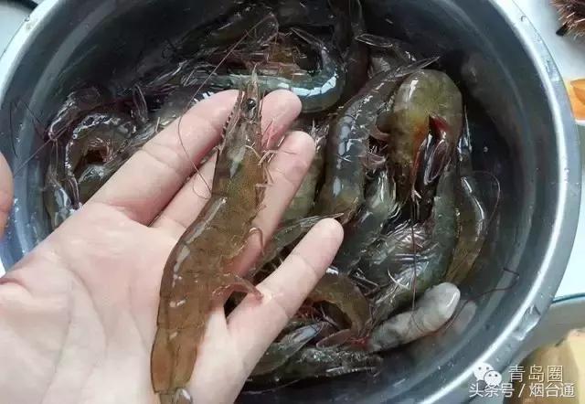 烟台市炫富,烟台人怎么炫富