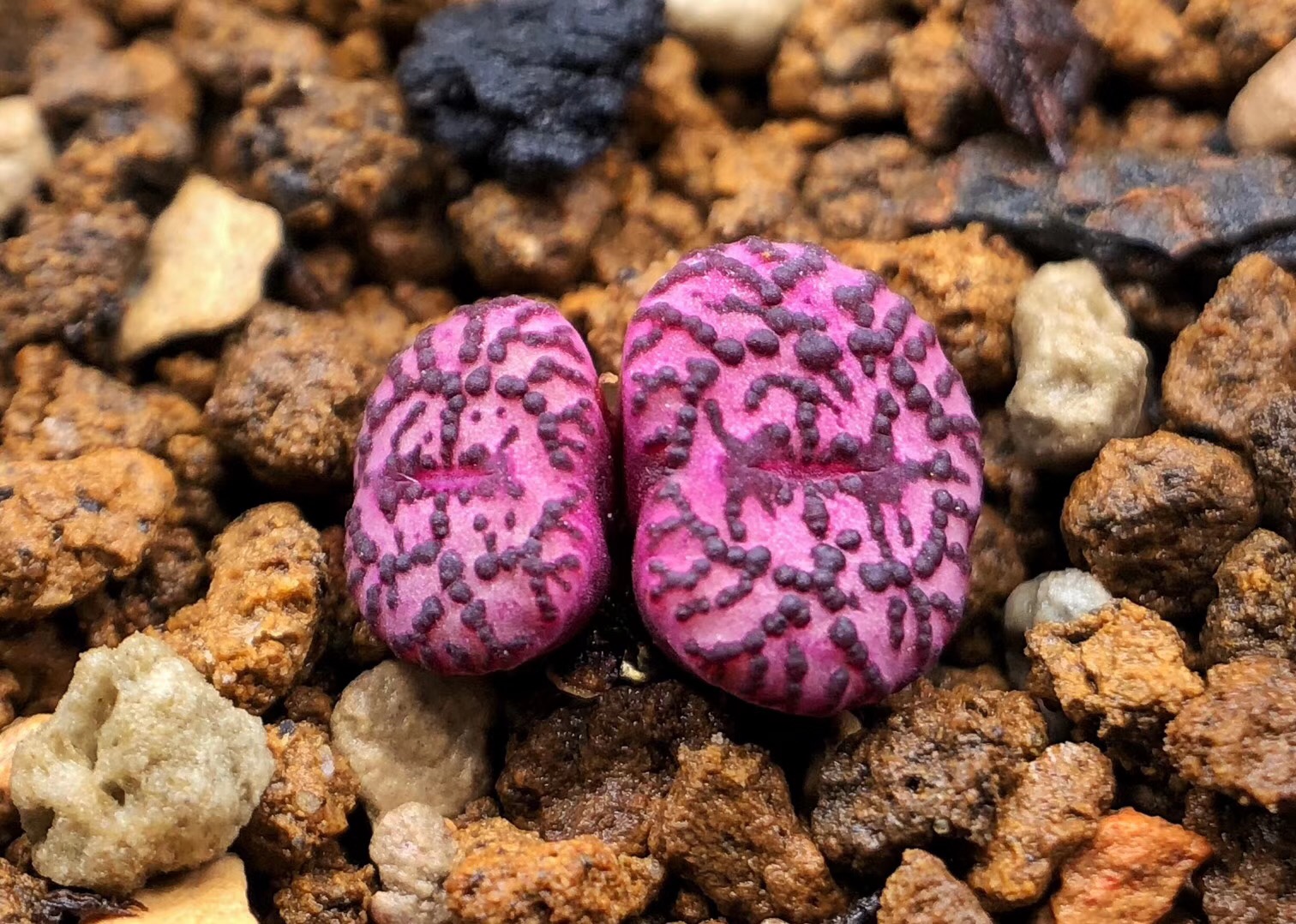 慢生活阅读视频,慢生活阅读