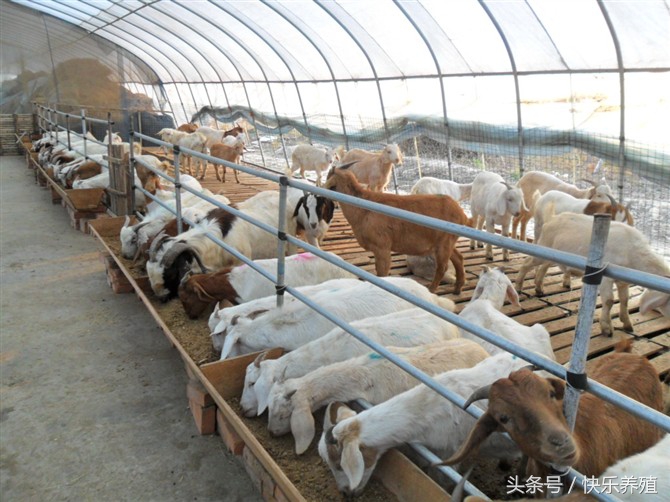 豆腐渣养羊,育肥羊可以喂豆腐渣么