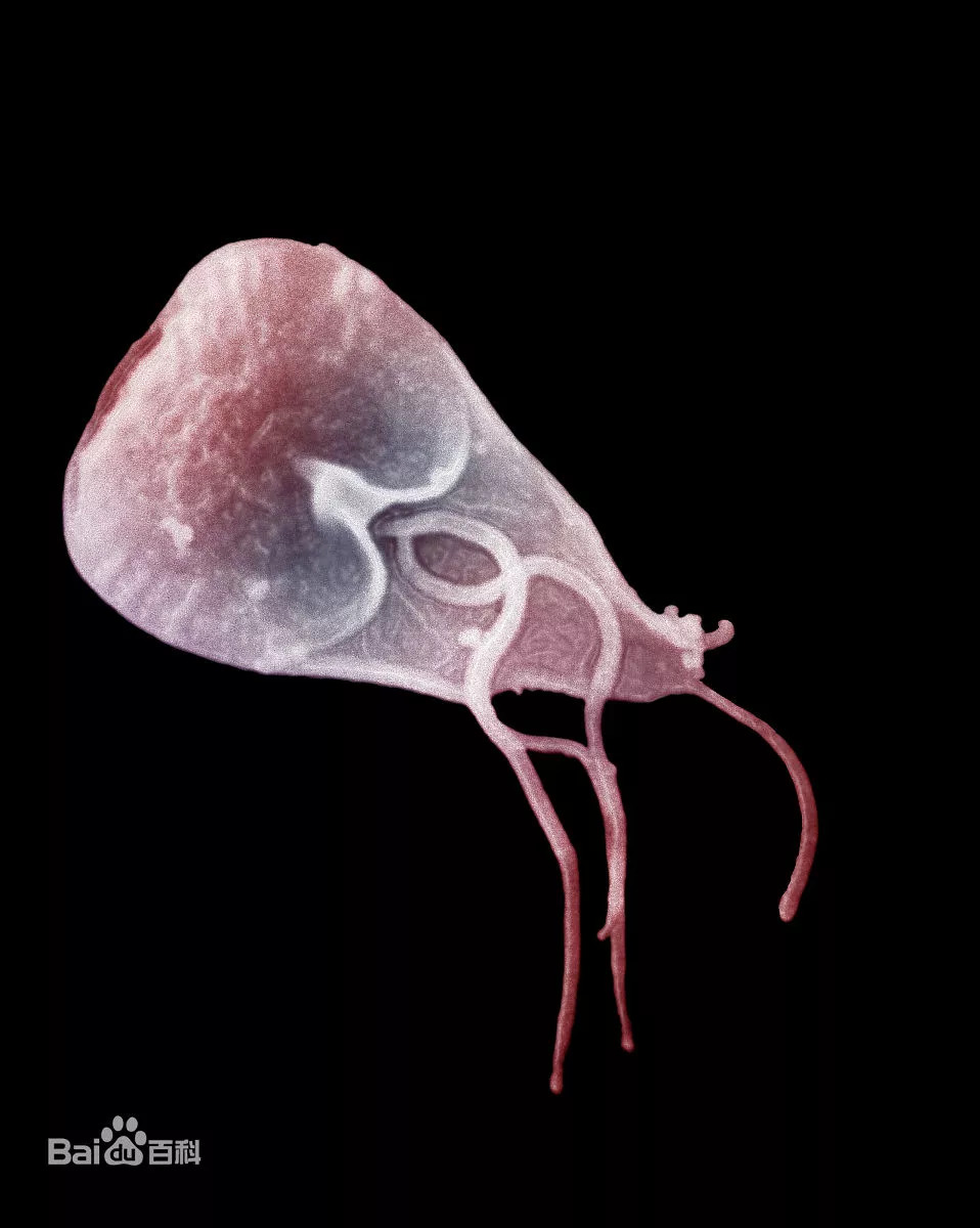 女子发烧40度三周送到医院发现,女子身体发烧