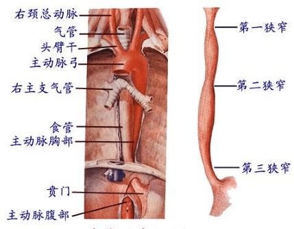 「人医专家说健康」“食”刻“道”来——正确认识食管癌，切勿谈癌色变