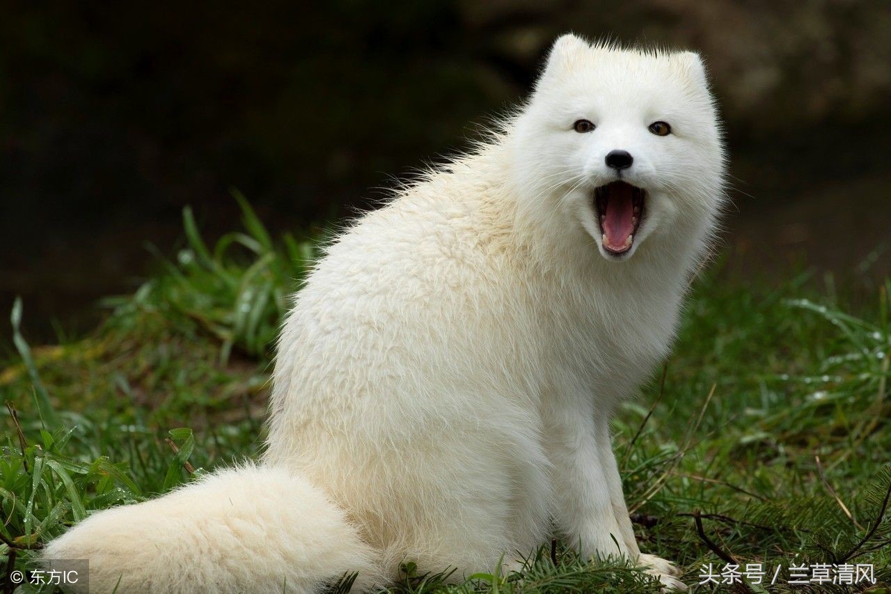 小时候农村偷猪贼,偷吃小猪仔的狗