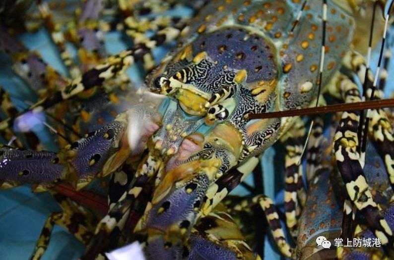 2020防城港开海节海鲜是免费吃吗,新鸿港海鲜市场攻略