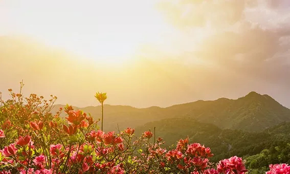 七绝雪中杜鹃花图片,咏杜鹃花的七绝古诗