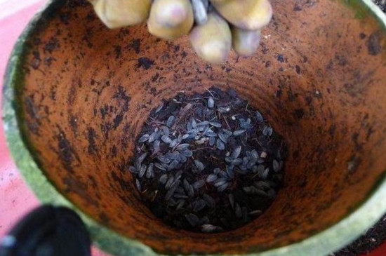 君子兰扦插秋季换盆当年能开花吗,正在开花时君子兰可以换盆吗