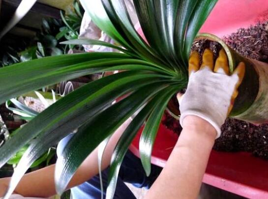 君子兰扦插秋季换盆当年能开花吗,正在开花时君子兰可以换盆吗