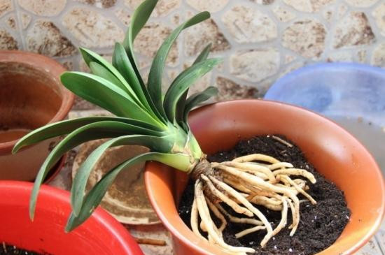 君子兰扦插秋季换盆当年能开花吗,正在开花时君子兰可以换盆吗