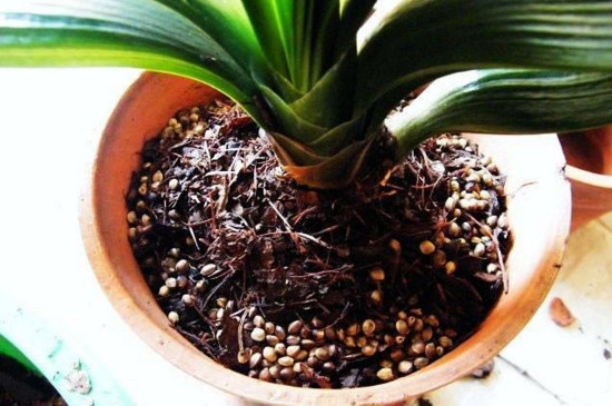 君子兰扦插秋季换盆当年能开花吗,正在开花时君子兰可以换盆吗