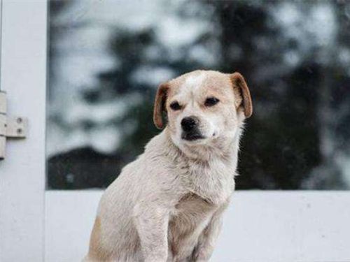 刚到家的小狗要熬过几天的危险期,刚买回来的小狗应该怎么养