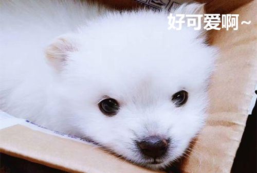 刚到家的小狗要熬过几天的危险期,刚买回来的小狗应该怎么养