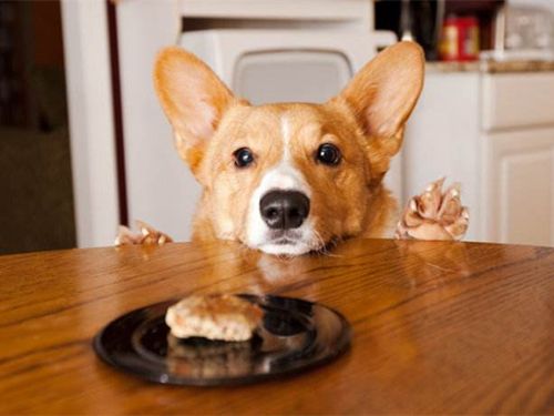 刚到家的小狗要熬过几天的危险期,刚买回来的小狗应该怎么养