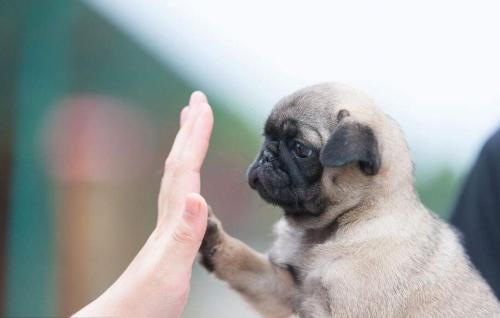 刚到家的小狗要熬过几天的危险期,刚买回来的小狗应该怎么养