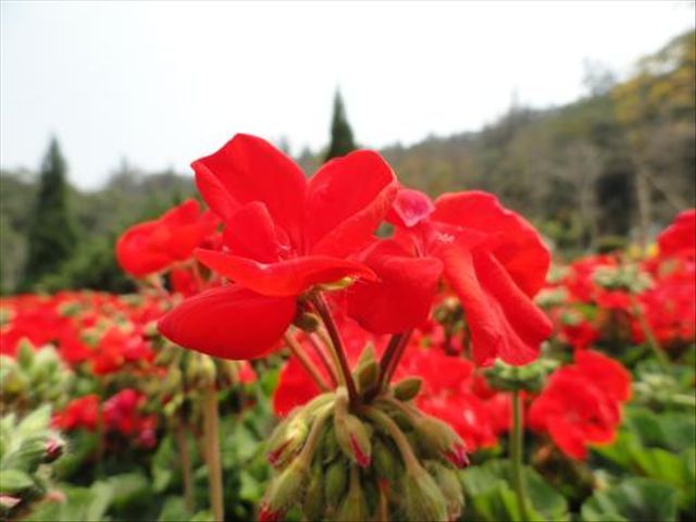 天竺葵容易发生哪些病虫害,天竺葵有病虫害应该怎样防治