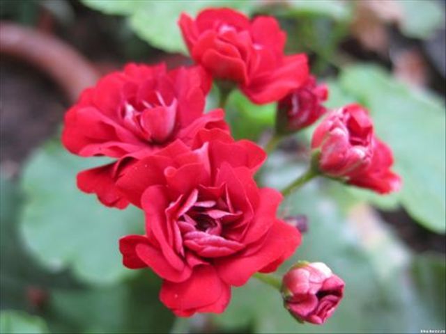 天竺葵容易发生哪些病虫害,天竺葵有病虫害应该怎样防治