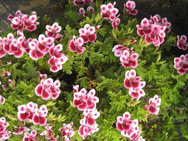 天竺葵容易发生哪些病虫害,天竺葵有病虫害应该怎样防治