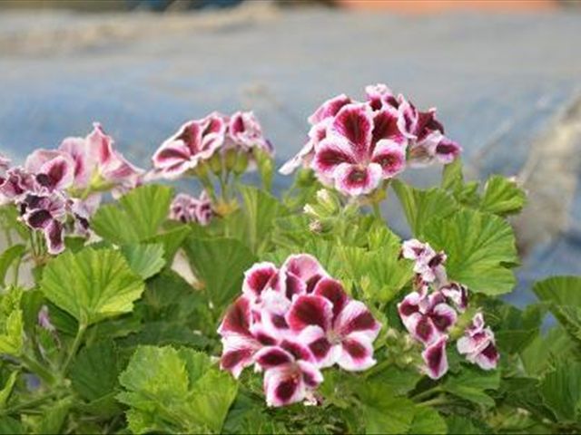 天竺葵容易发生哪些病虫害,天竺葵有病虫害应该怎样防治